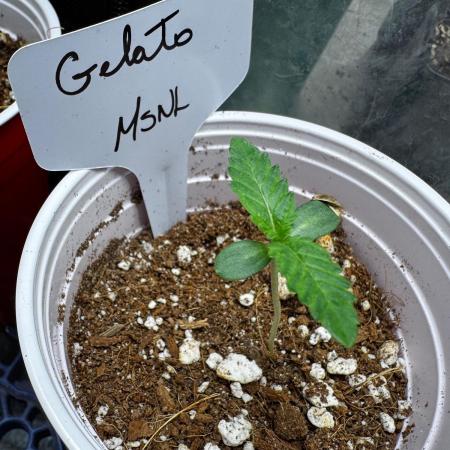 Gelato