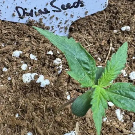 Moon Rock auto #3