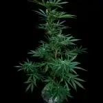 Auto Ak-47 XL