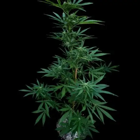 Auto Ak-47 XL