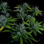 LSO:Purple punch Auto