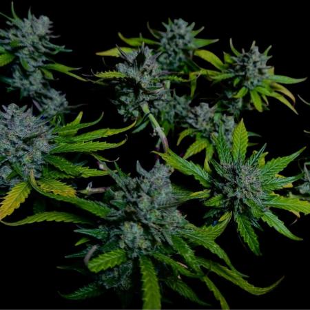 LSO:Purple punch Auto