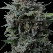 Cookies Apple Og F1 auto