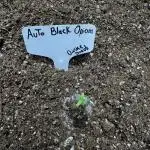 Black Opiom Auto