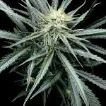 Moon Rock auto #2