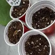 Sunset Sherbet Go Fast