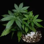 ?Delicious Cookies Auto #3?