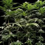 Sour Diesel