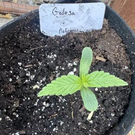 Golosa