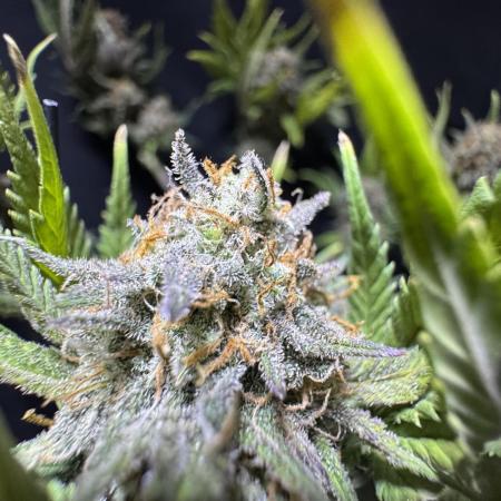 Divine Rapier Auto #3