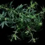 Auto Opiom #2