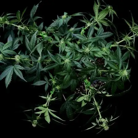 Auto Opiom #2