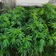 White Widow