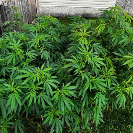 White Widow
