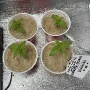 Sunset Sherbet Go Fast