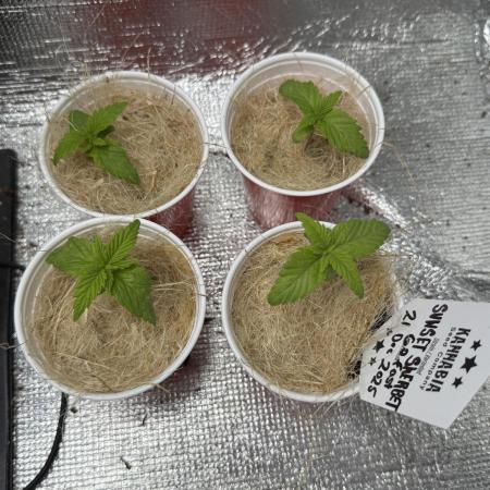 Sunset Sherbet Go Fast