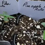 Pineapple Pulse