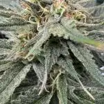 Moon Rock auto #2