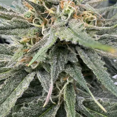 Moon Rock auto #2
