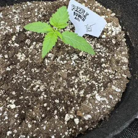 Purple Punch auto