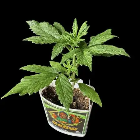 Devil Cream auto