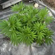 Golosa