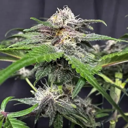 Purple Punch auto