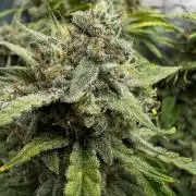 Cookies Apple Og F1 auto