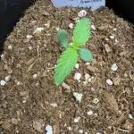 Northern light auto