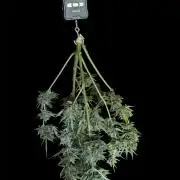 Black Orchid auto