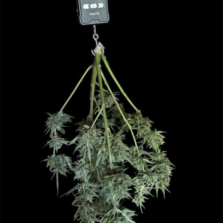 Black Orchid auto