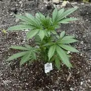 Amnesia Haze GoFast