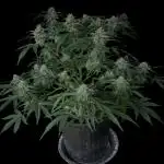 Cookies Apple Og F1 auto