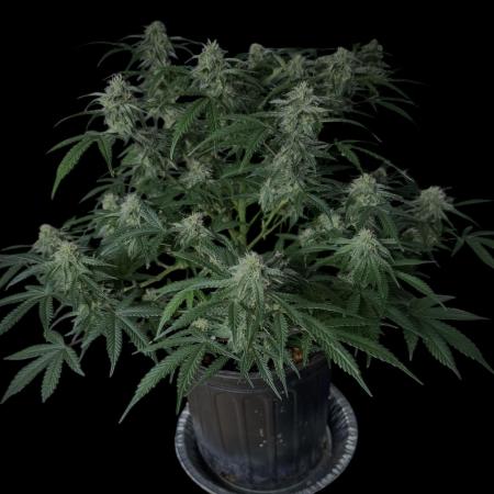 Cookies Apple Og F1 auto