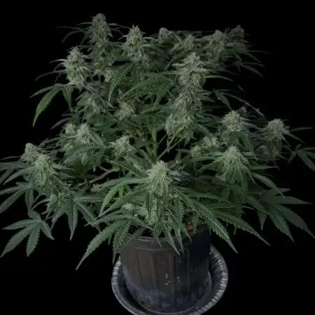 Cookies Apple Og F1 auto