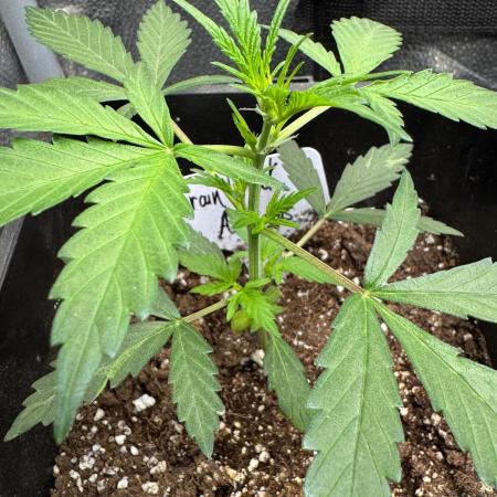 Trainwreck 002