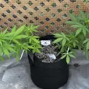 Lemon haze Auto