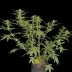 FrostBanger Auto
