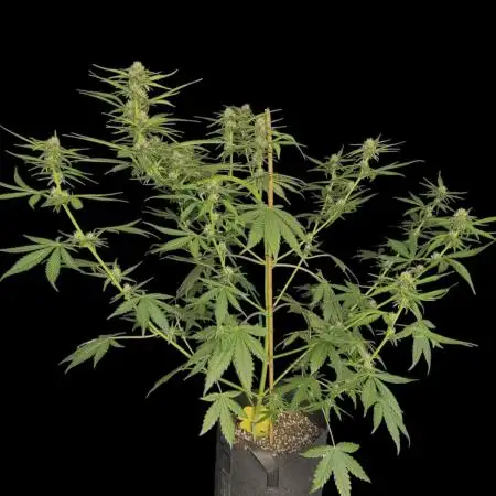 FrostBanger Auto