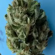 Black Dog#1