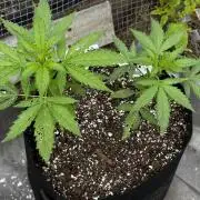 Lemon haze Auto