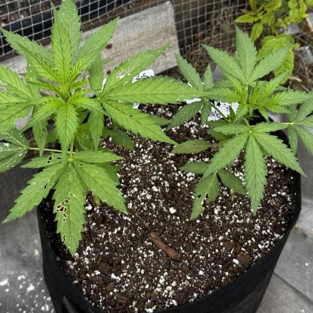Lemon haze Auto