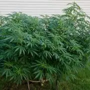 White Widow