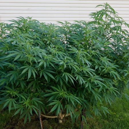 White Widow