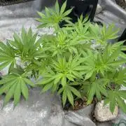 Golosa