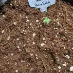 Moon Rock auto #3