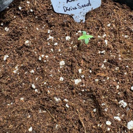 Moon Rock auto #3