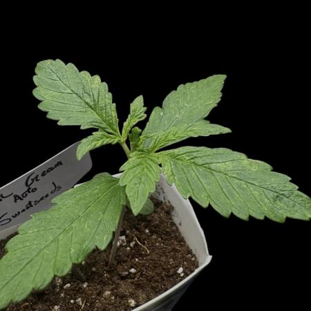 Devil Cream auto