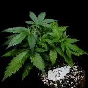 ?Delicious Cookies Auto #3?