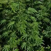 3 Strains 4 plants